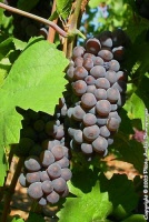 raisinpinot noir 1